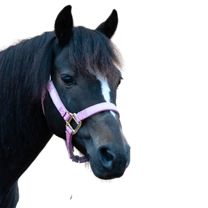 A black pony head with a strip and a pink halter.